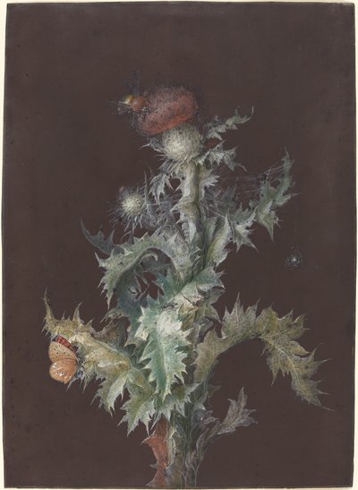 Chardon avec insectes - Johann Christoph Dietzsch