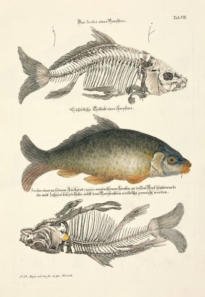  - Johann Daniel Meyer