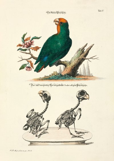  - Johann Daniel Meyer