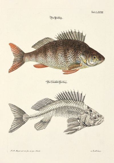  - Johann Daniel Meyer