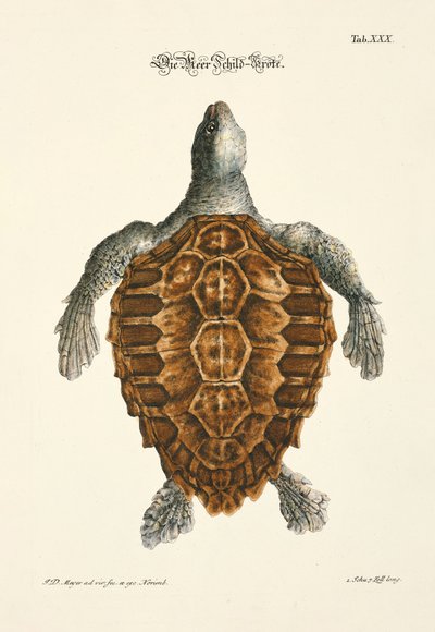  - Johann Daniel Meyer