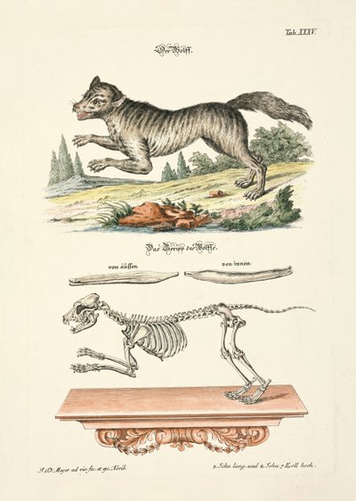  - Johann Daniel Meyer