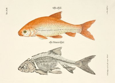  - Johann Daniel Meyer