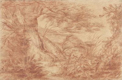 Plantes et herbes près de vieux troncs de saules - Johann Elias Ridinger
