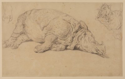 Rhinocéros couché sur le côté - Johann Elias Ridinger or Riedinger