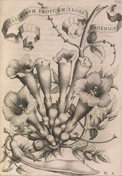 Gelsiminvm indicvm flore phoeniceo, 1633 - Johann Friedrich Greuter