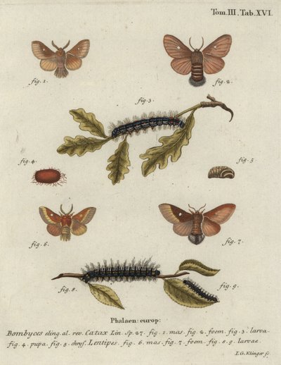 Bombyx disparate, Eriogaster catax - Johann Georg Klinger