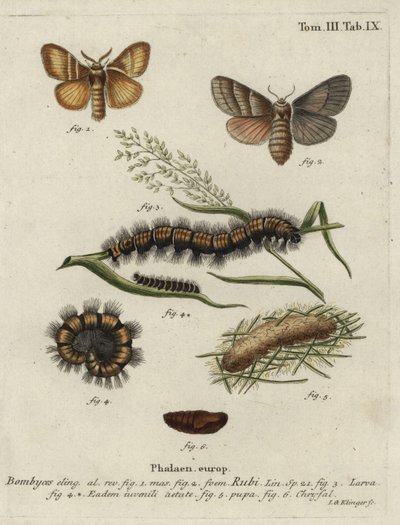 Bombyx du roncier, Macrothylacia rubi - Johann Georg Klinger