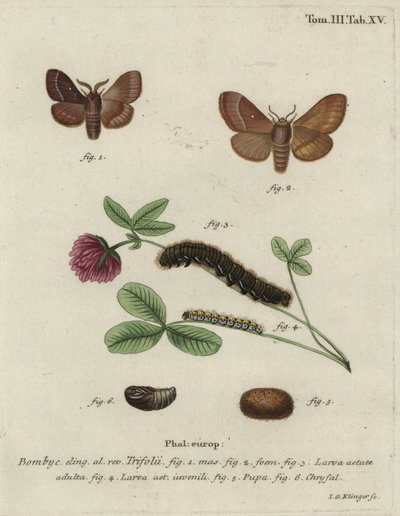 Bombyx du trèfle, Lasiocampa trifolii - Johann Georg Klinger