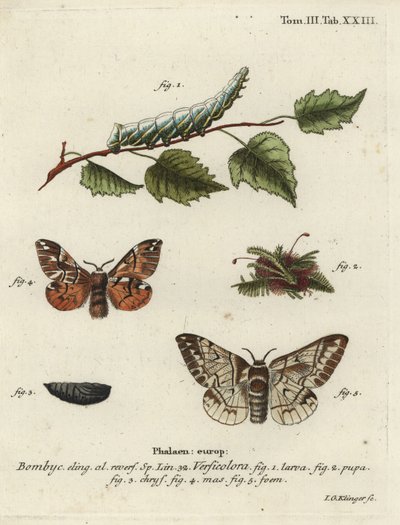 Endromis versicolora - Johann Georg Klinger