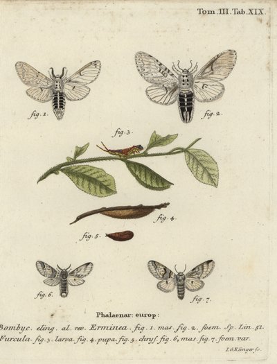 Petit papillon de la famille des Notodontidae, Cerura erminea. - Johann Georg Klinger
