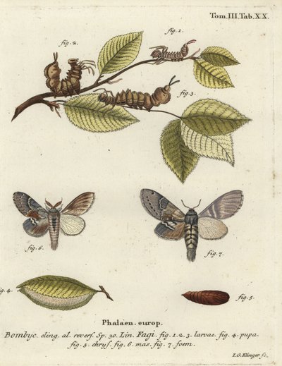 Papillon de homard, Stauropus fagi - Johann Georg Klinger