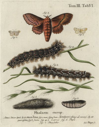 Bombyx muslin et bombyx du chêne - Johann Georg Klinger
