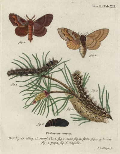 Papillon de pin, Dendrolimus pini. - Johann Georg Klinger