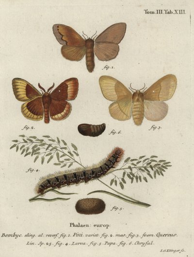 Bombyx du pin et bombyx disparate - Johann Georg Klinger