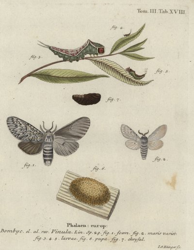 Bombyx cul-brun, Cerura vinula - Johann Georg Klinger