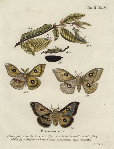 Bombyx tau, Aglia tau - Johann Georg Klinger