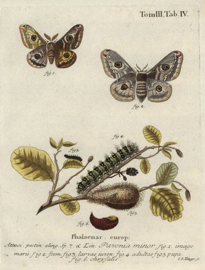 Image inconnue - Johann Georg Klinger
