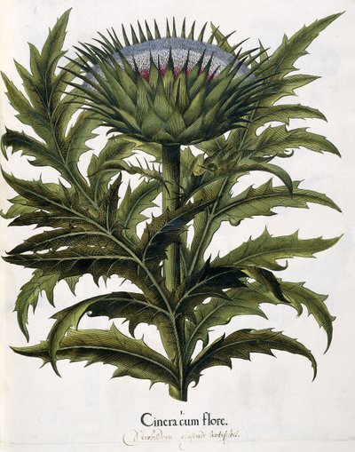 Cinera Cum Flore, 1613 - Johann Georg Ziesenis