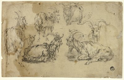 Croquis de Chèvres - Johann Gottlieb Hackert