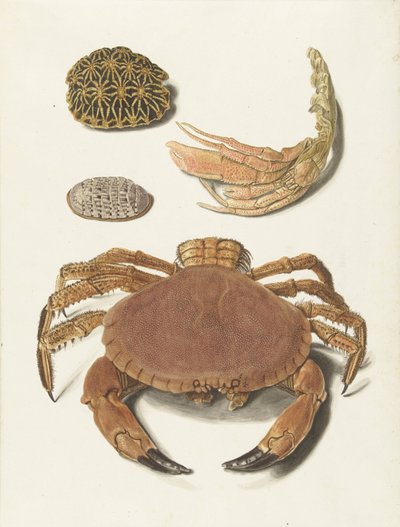 Un crabe, une pince de crabe et deux carapaces de tortues - Johann Gustav Hoch