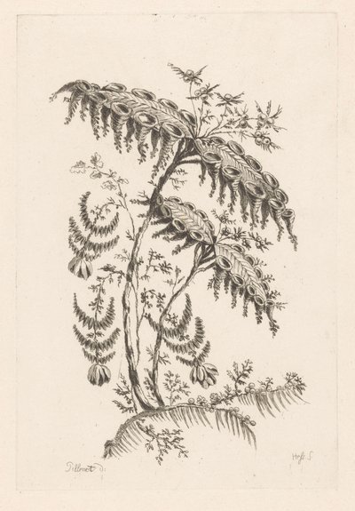 Feuilles avec formes de corne (Fleures Baroque) - Johann Heinrich  Hess