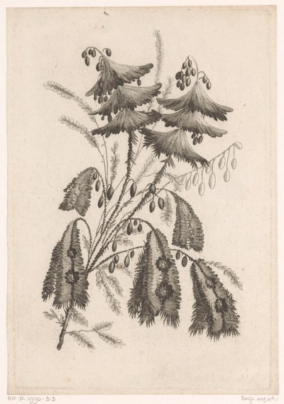 Fleurs en forme de parasol - Johann Heinrich  Hess