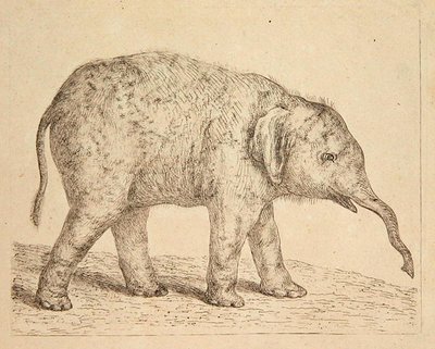 Éléphant - Johann Heinrich Wilhelm Tischbein