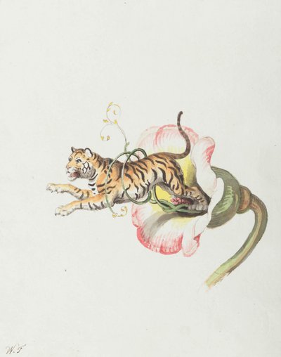 Tigre sautant d