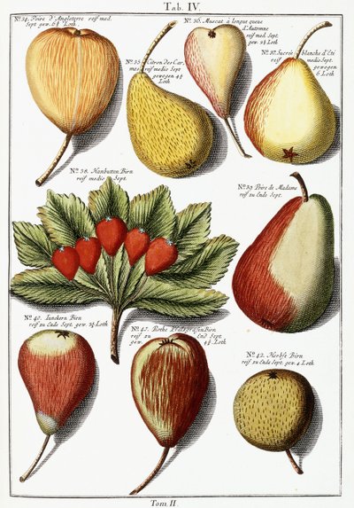 Diverses espèces de poires, 1760-1766 - Johann Hermann Knoop