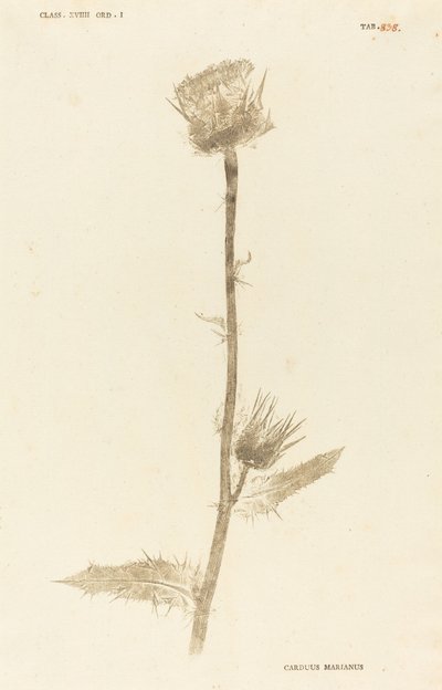 Carduus Maarianus - Johann Hieronymus Kniphof