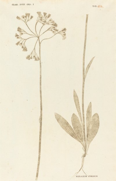 Hieracium Cymosum - Johann Hieronymus Kniphof