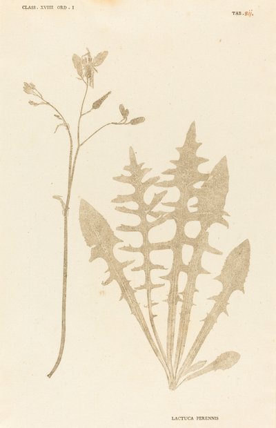 Lactuca perennis - Johann Hieronymus Kniphof