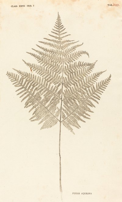 Pteris Aquilina - Johann Hieronymus Kniphof