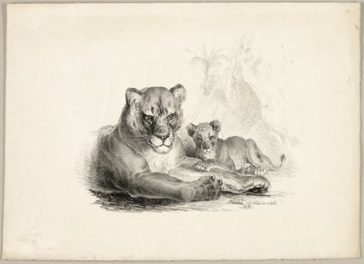 Lion avec ses petits - Johann Höchle