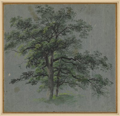 Deux arbres (recto) - Johann Jacob Dorner