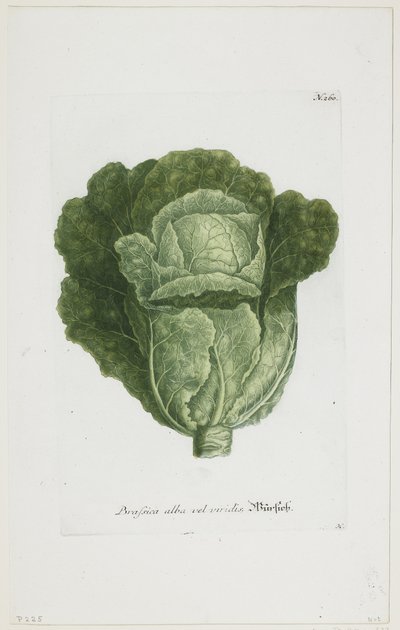 Brassica alba vel viridis, de Phytanthoza Iconographia, 1735-45 - Johann Jakob Haid