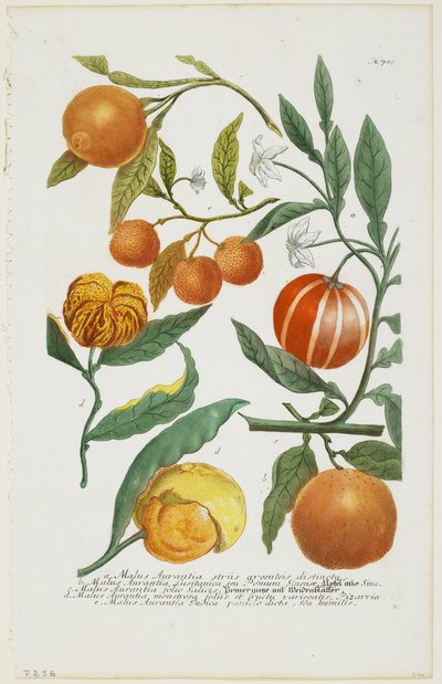 a-e Malus Aurantia etc., de Phytanthoza Iconographia, 1735-45 - Johann Jakob Haid