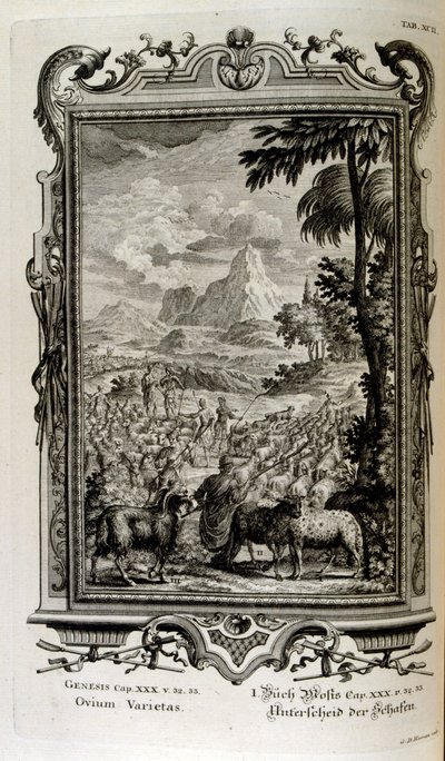 Variétés bibliques de moutons - Johann Jakob Scheuchzer