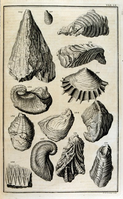 Restes fossilisés de coquillages représentant des animaux détruits par le grand déluge biblique - Johann Jakob Scheuchzer