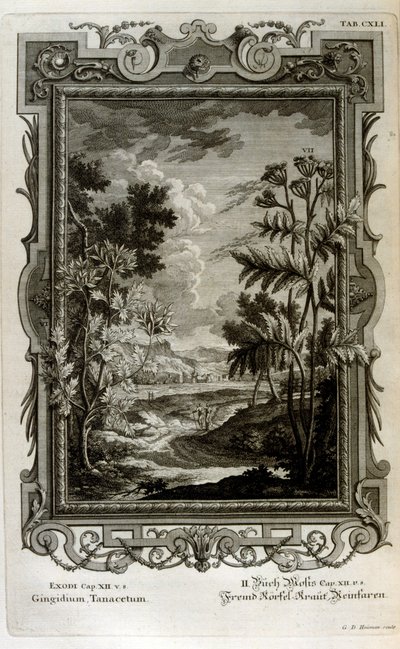 Illustration - Johann Jakob Scheuchzer