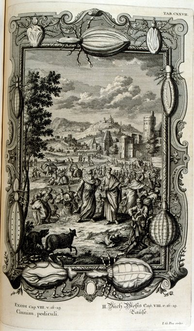 Plaie des poux et des moucherons - Johann Jakob Scheuchzer