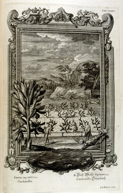 Culture de cactus - Johann Jakob Scheuchzer