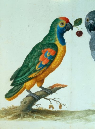 Perroquet amazone - Johann Jakob Walther