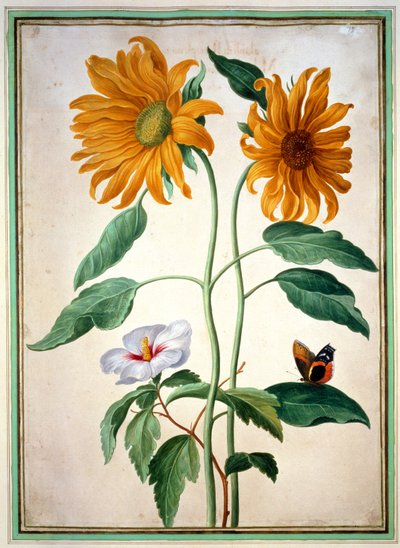 Tournesols, planche 18 du Nassau Florilegium - Johann Jakob Walther