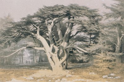 Cèdres du Liban - Johann Martin Bernatz