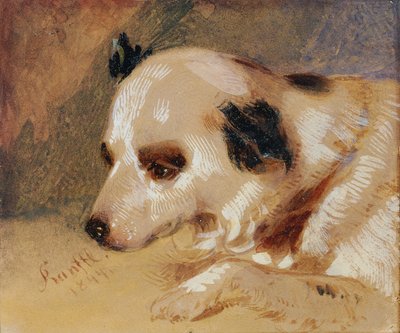 Tête de chien - Johann Matthias Ranftl