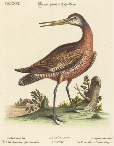 Fedoa Americana, pectore ruso - Johann Michael Seligmann after George Edwards