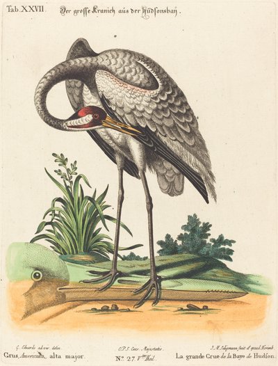 Grus Americana, alta major - Johann Michael Seligmann after George Edwards