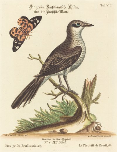 Pica grisea Brasiliensis - Johann Michael Seligmann after George Edwards